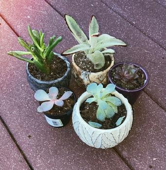Image of 5 various small succulents in pots.