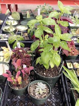Several green and purple leafy plants in a tray.